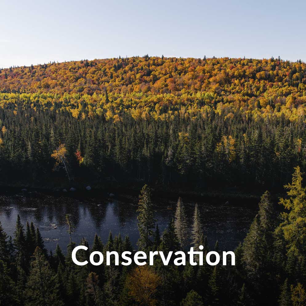 Aerial view of a forest and lake