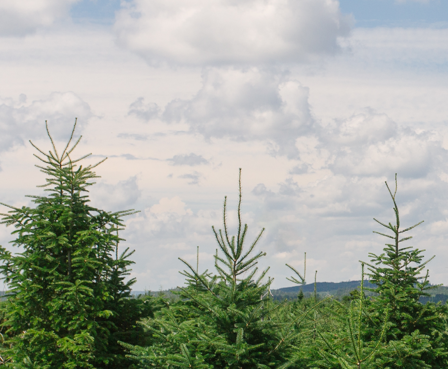 Photograph of trees and cloudy sky