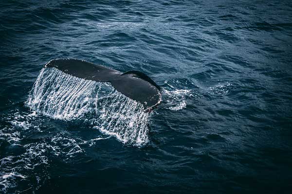 animal-animal-photography-blue-water-831084-(1).jpg