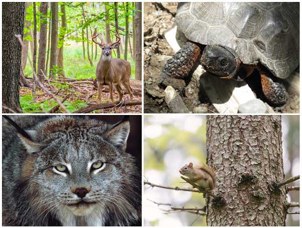 animals_conservation.jpg