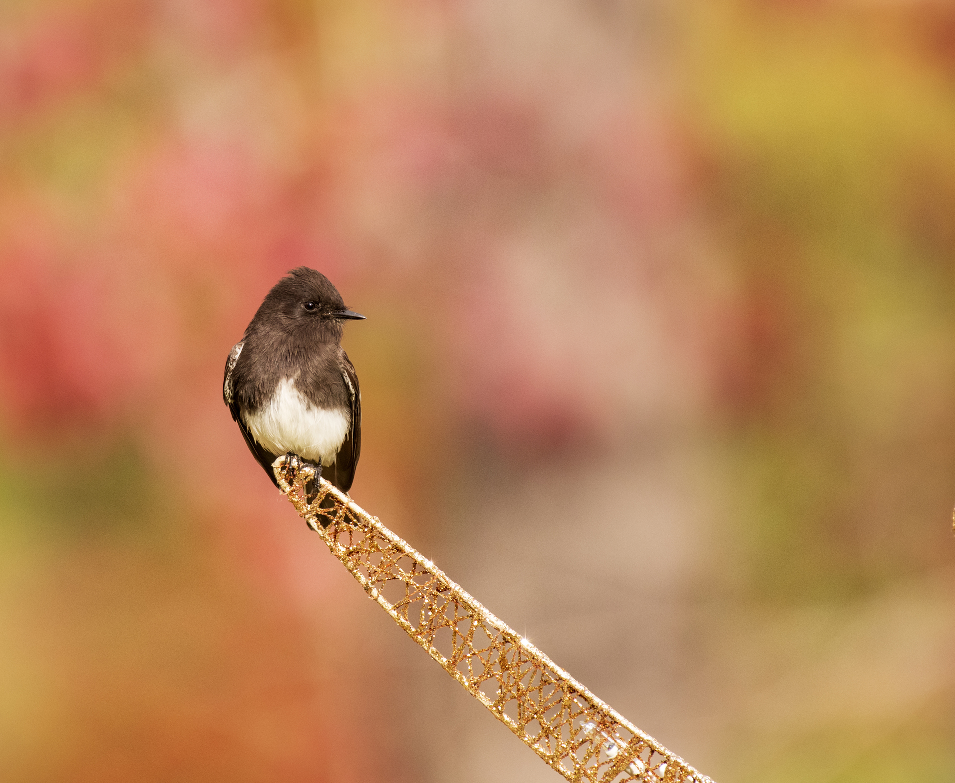 olive sided flycatcher.jpg