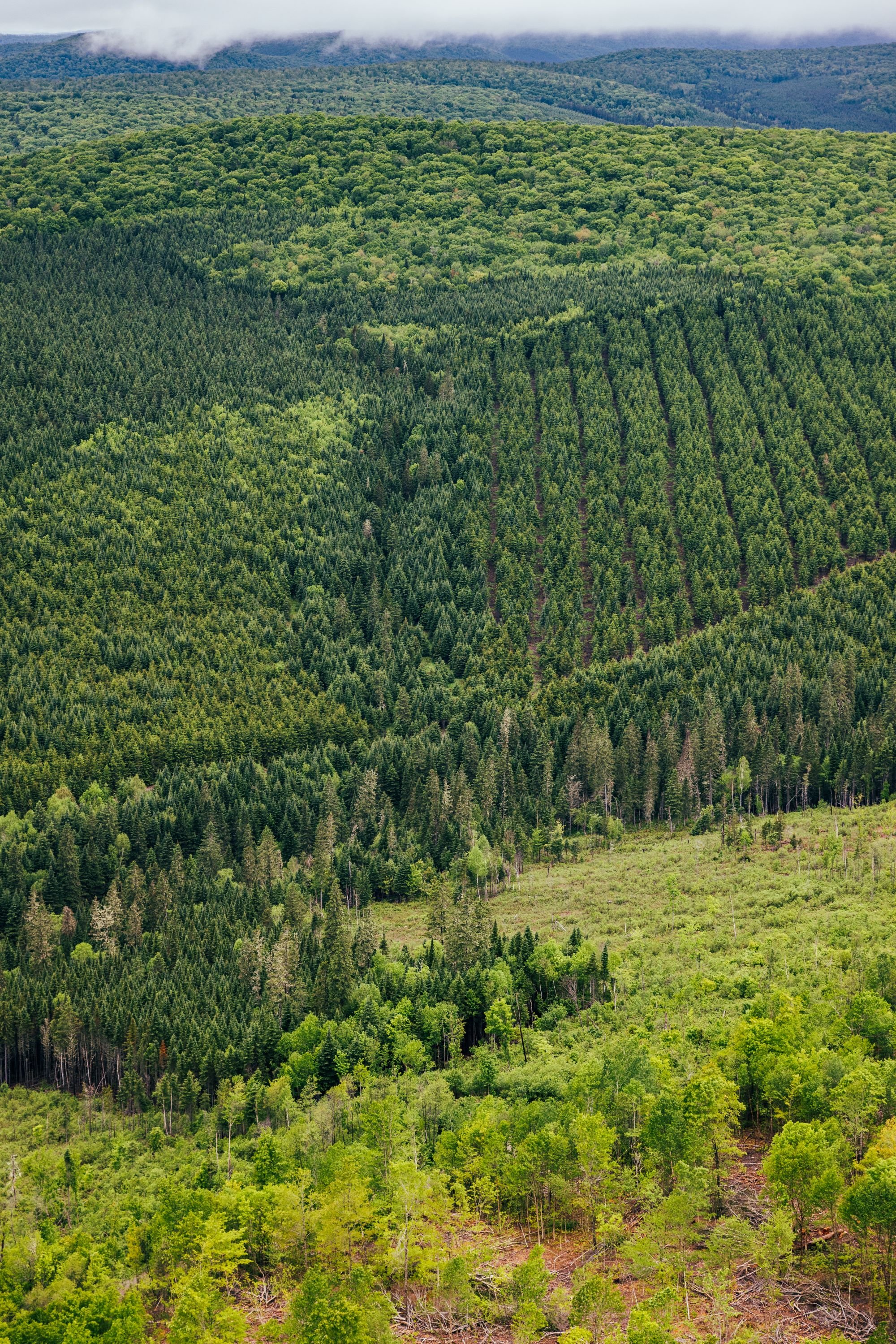 SFM working forest fire resilent landscape