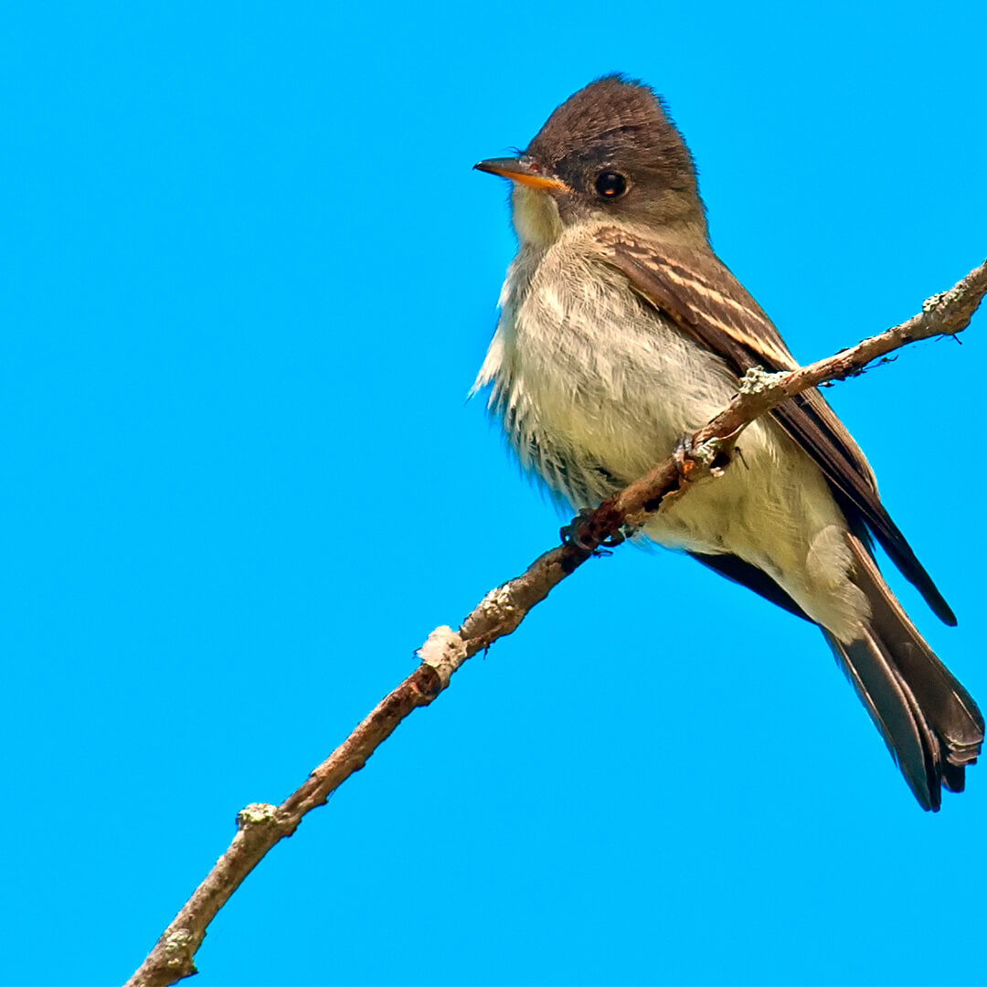 olive sided flycatcher (1).jpg