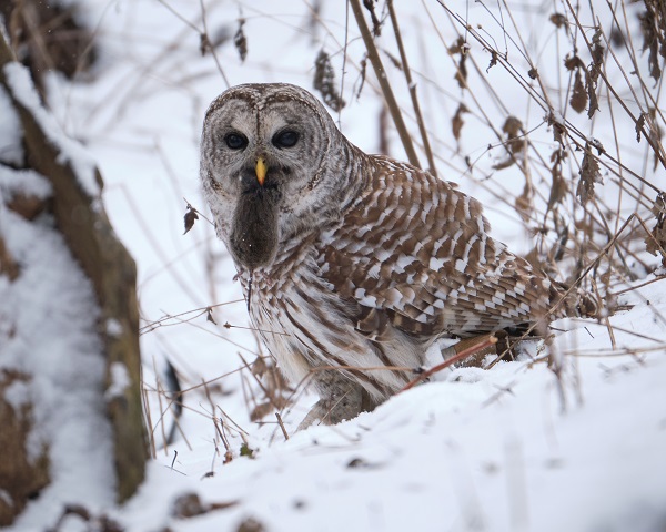 Barred owl winter gettyimages.jpeg
