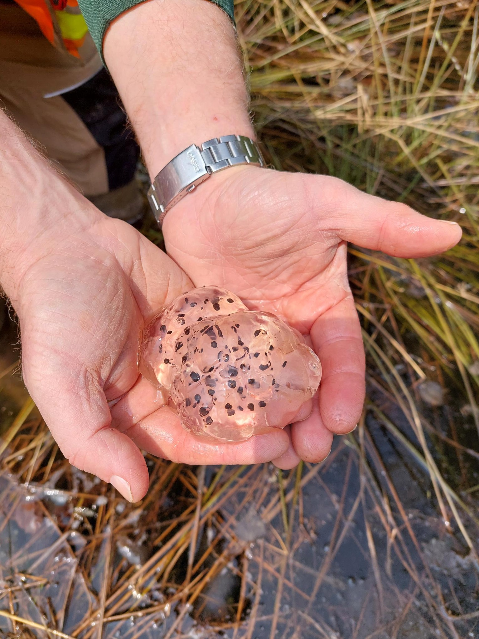 vernal pool eggs 1.jpg