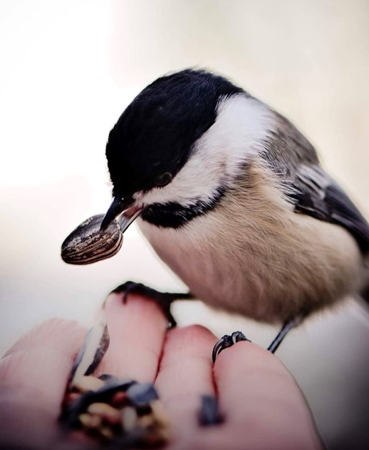 Black capped chickadee by Eunice Flores Photography