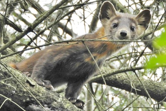 Pine marten