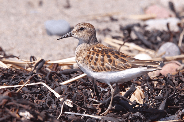 Least Sandpiper (1) (1).png