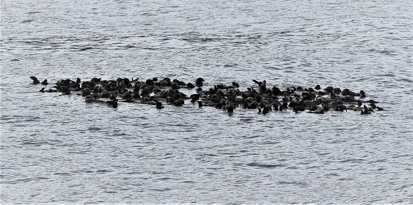 Otter raft.jpeg