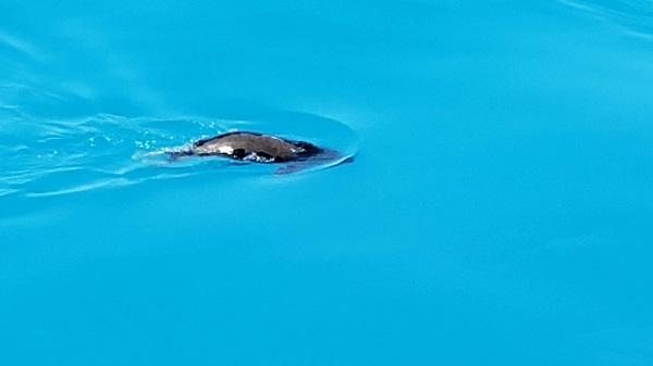 Porpoise.jpeg