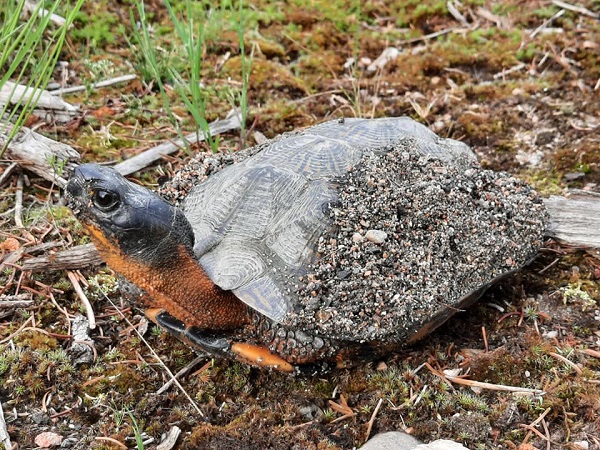 turtle2.jpeg