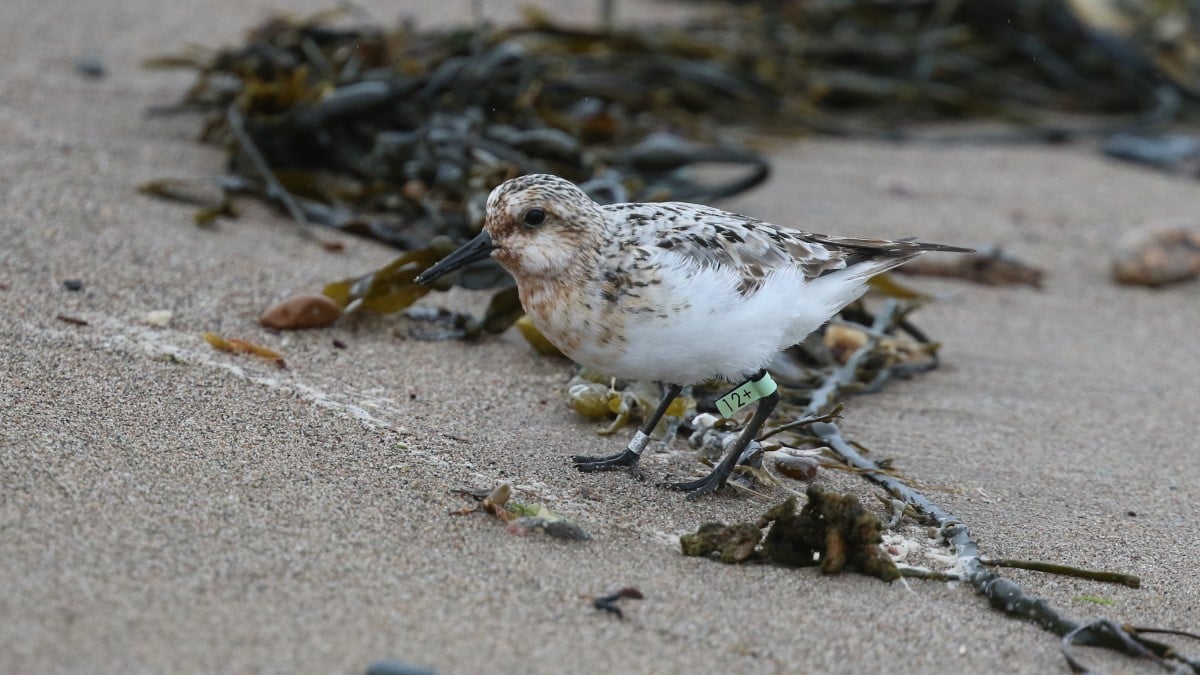 Sanderling, Flagged 180823 copy.jpg