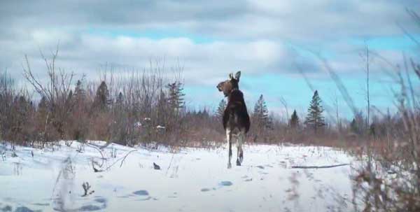 Moose(1).jpg