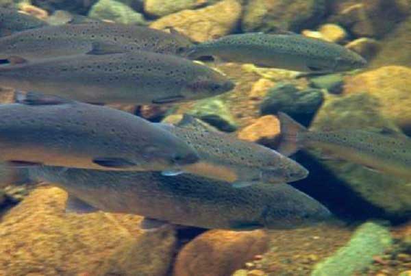 Salmon.jpg