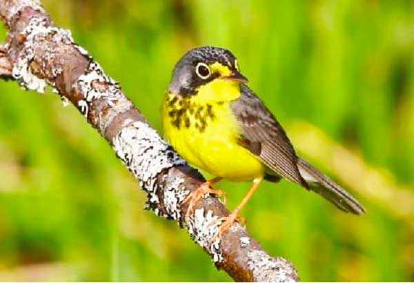 songbird.jpg