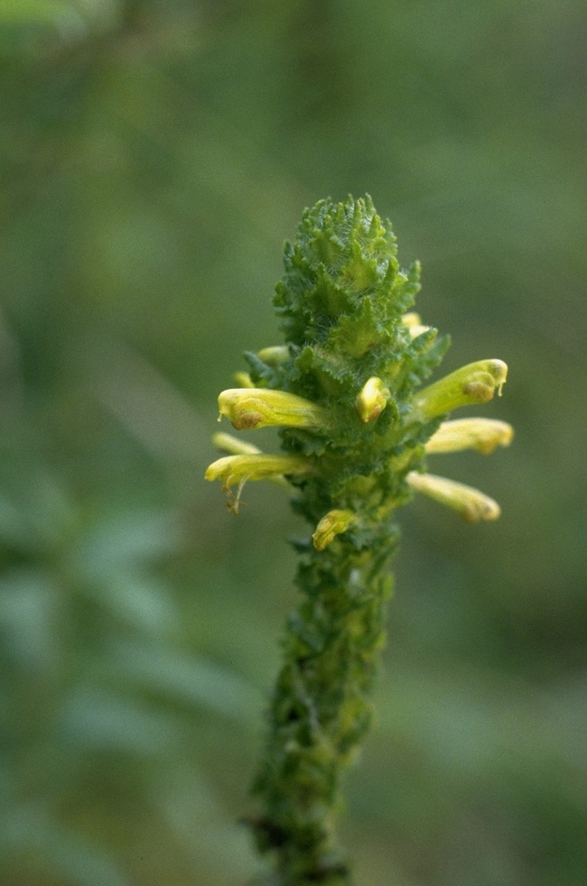 Furbish's Lousewort_5AI0001D.jpeg
