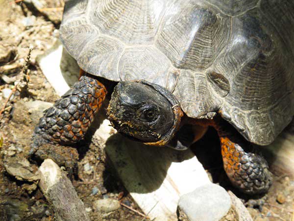 turtle.jpg