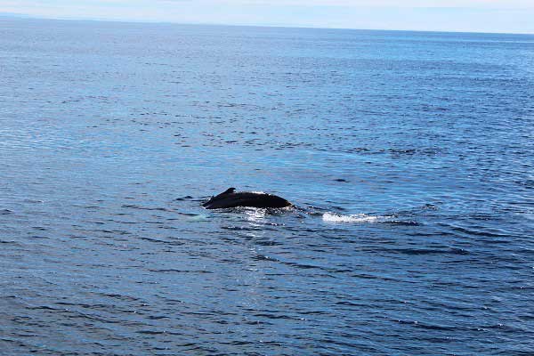 whale.jpg