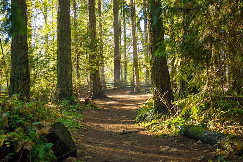 Photograph of a picturesque hiking trail in a forest